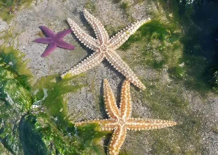 Appartamento Estrelinha Do Mar In *