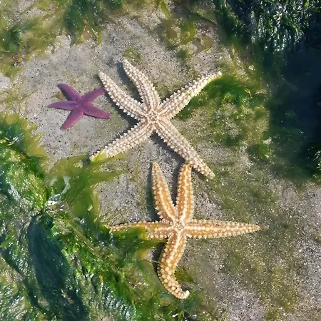 아파트 Estrelinha Do Mar *